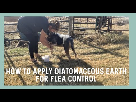 How to Apply Diatomaceous Earth on Dogs Correctly for Flea Control