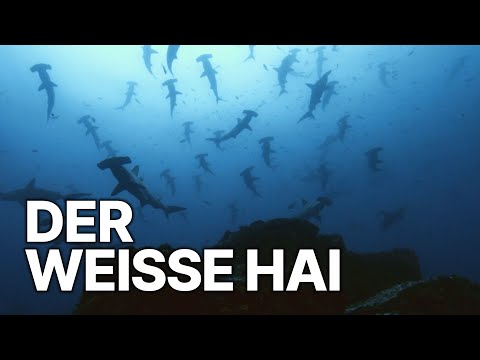 Die Aufgabe des weißen Hais | Kampf ums Überleben