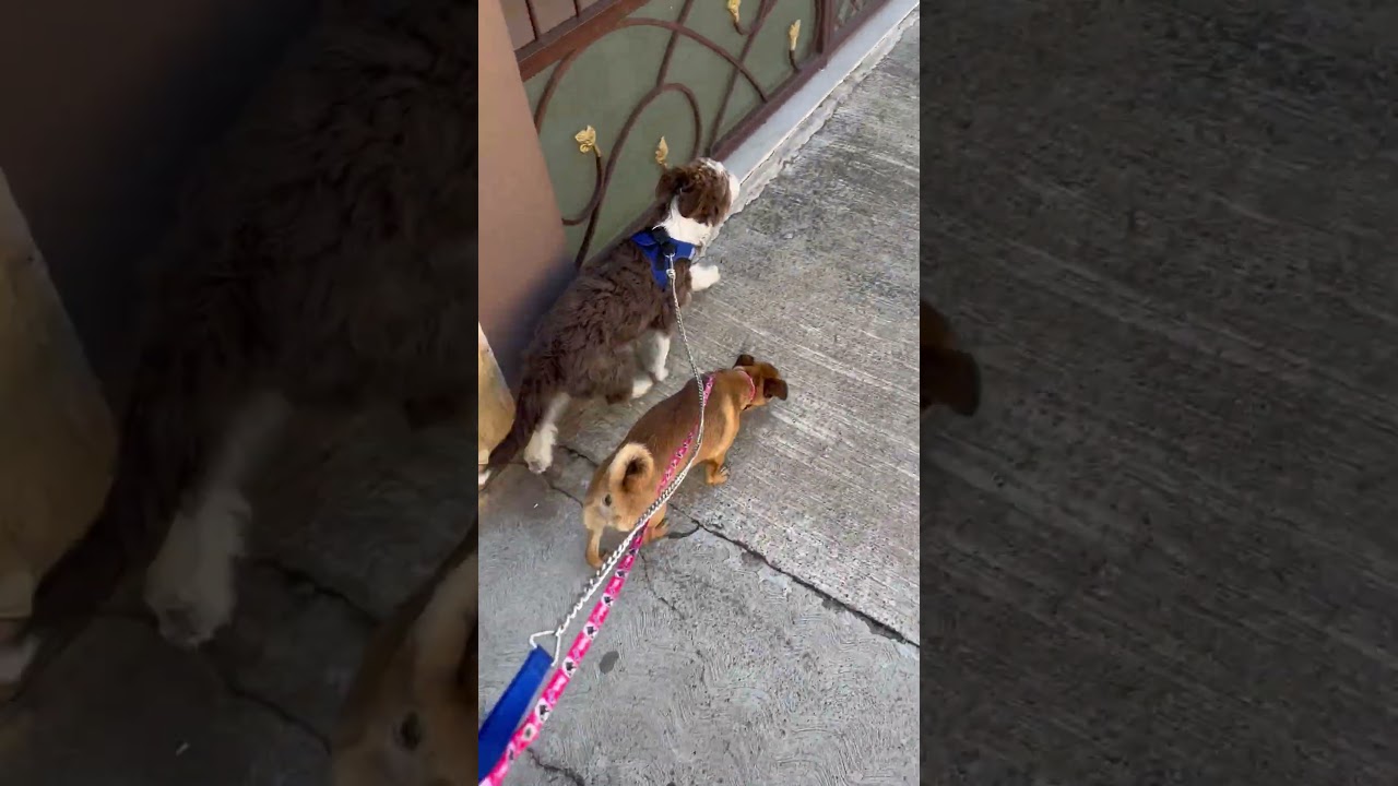 Enlarge Peach, an adopted mixed breed in Encino, CA video 6/6