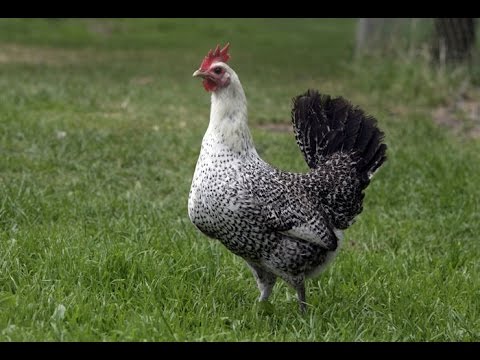 卵に適した鶏の品種ベスト25