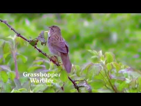 download lagu mp3 mp4 Grasshopper Warbler, download lagu Grasshopper Warbler gratis, unduh video klip Grasshopper Warbler