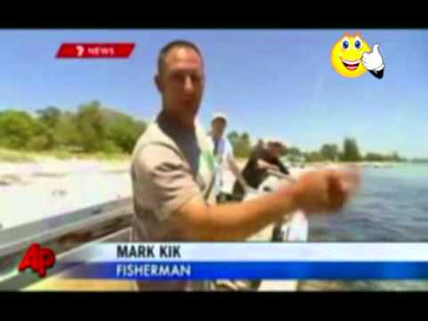 Valkohai uhkasi kalastajia länsi-Australian rannikkovesillä