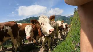 Wandern Bayrischzeller Höhenweg