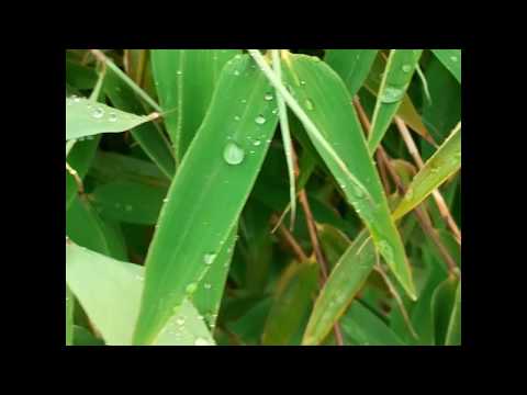 Ein paar Tipps zur Bambuspflege aus unserer Erfahrung