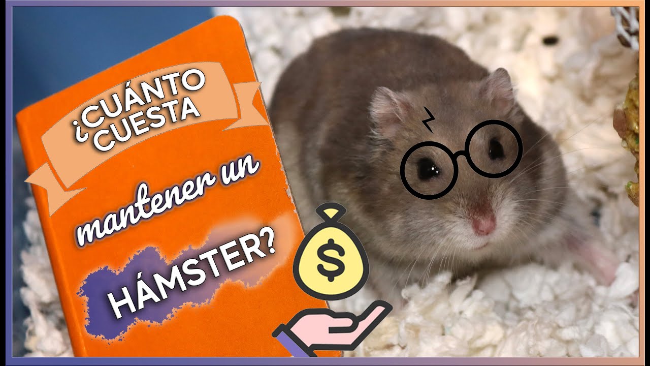 Putar video HÁMSTERS | ¿Cuánto dinero cuesta tener uno en casa| MOA's World sekarang HÁMSTERS | ¿Cuánto dinero cuesta tener uno en casa| MOA's World