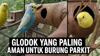 Download lagu Ternak Parkit...!!! Manfaat Glodok Bambu untuk Burung Parkit mp3