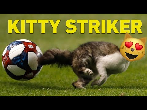 Cat Runs On Soccer Field & Almost Scores a Goal!