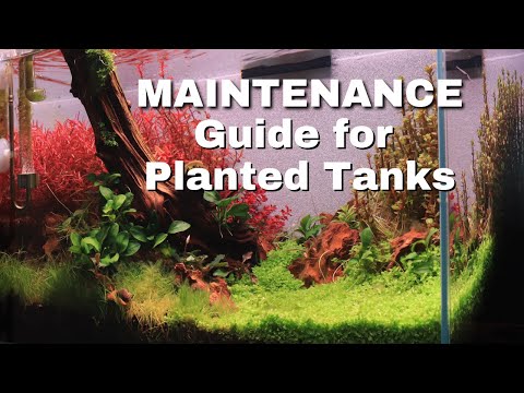 How to Maintain a Heavily Planted Tank