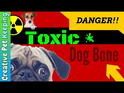 The DEADLIEST Chew Toy for Dogs! RAWHIDE DOG BONE