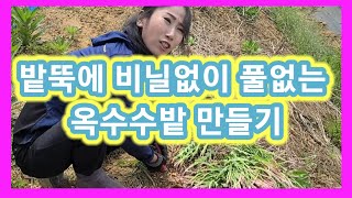 밭뚝에 비닐없이 풀없는 옥수수밭 만들기~ 옥수수재배방법,모종심기,심는시기,심기~귀농귀촌 주말농장 텃밭,전원일…