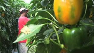Greenhouse Vegetable Harvest Video