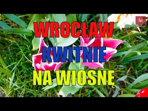 #Wrocław kwitnie na wiosnę #Tysiące cebulek posadzono na trawnikach w centrum miasta #dron z #drona