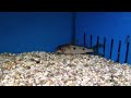 Synodontis congicus Synodontis congicus