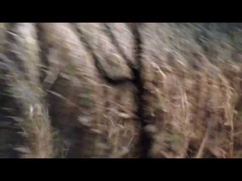 9770 John Deere with 1293 head