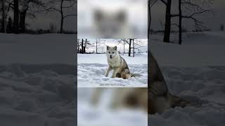 キツネ ― 自然界における賢く神秘的な存在！【第1部】 #動物好き #animals #特有種
