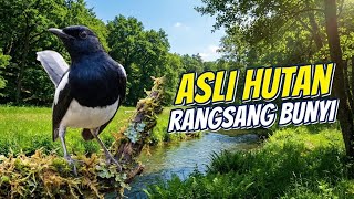 Download lagu Kacer Mastering Therapy | Suara Hutan Tropis, Aliran Sungai & Burung Liar mp3