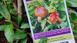 Pomegranate:  Wonderful Pom and Utah Sweet Pom Varieties