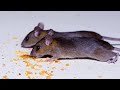Cats Go Crazy For Mouse Videos At Night Cat TV For Cats To Watch