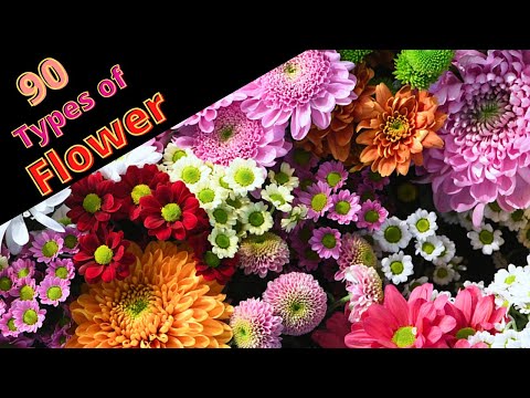 90 Best Flowers with Name |  Flower Identification Care Tips | Flowers For Home | Swaroopa Diaries