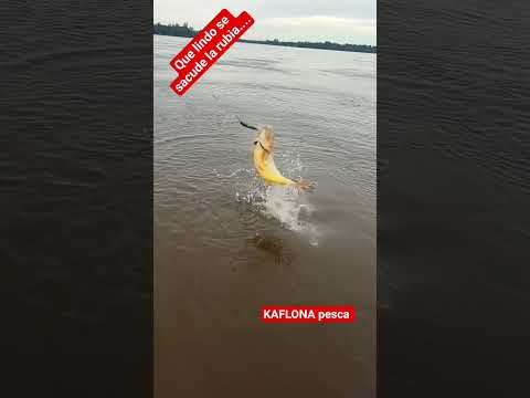 que lindo se sacude la rubia... #dorado #pesca #concordia #entrerios #argentina