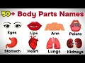 Human Body Parts Name Parts Of The Body In English English Vocabulary Learnenglish