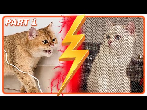 When SMALL Cat Meets BIG Kitten The FIRST TIME : PART1 😹 British Shorthair How To INTRODUCE NEW CATS