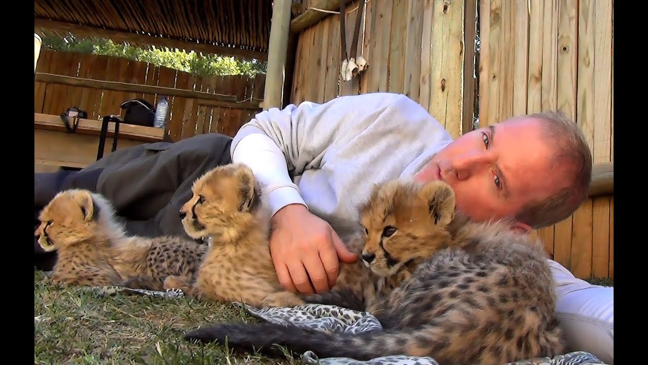 Cheetahs: Growing up fast