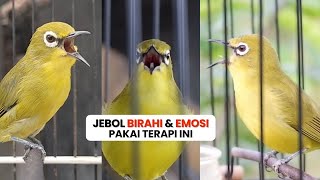 Download lagu Pancingan Naikan Emosi Pleci Agar Buka Paruh Terapi Dengan Suara Ribut Saling Saut mp3
