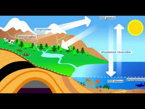 Écologie : Cycles Biogéochimiques ( Cycle de Carbone) بالدارجة