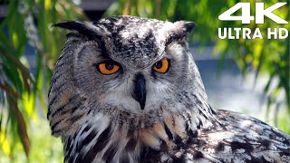 Is it possibile to go zoo during COVID time Parco Faunistico Le Cornelle | Bergamo | italia