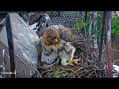 Cornell Red-Tailed Hawks 26.05.2021 14:45