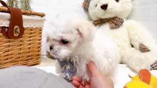 マルチーズの動画02