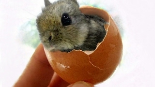 10 САМЫХ МАЛЕНЬКИХ ЖИВОТНЫХ В МИРЕ