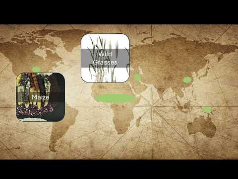 From the Neolithic Revolution to the Green Revolution: The Global History of Farming