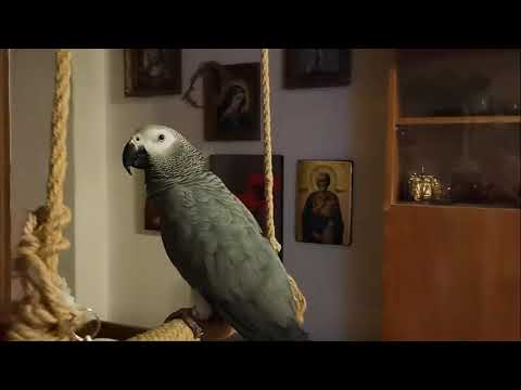 Папагалът Джаро - Аз съм Джаро, хубавеца!
