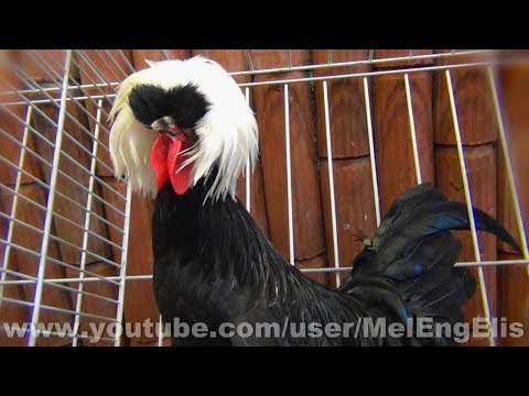 download lagu mp3 mp4 Hollandaise Huppe, download lagu Hollandaise Huppe gratis, unduh video klip Hollandaise Huppe