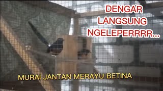 Download lagu MURAI BATU JANTAN MERAYU BETINA ][ DENGAR LANGSUNG NGELEPERR mp3