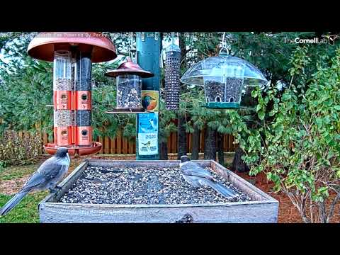 Canada Jays Enjoy The Bounty Of The Ontario Feeders – Nov. 3, 2021