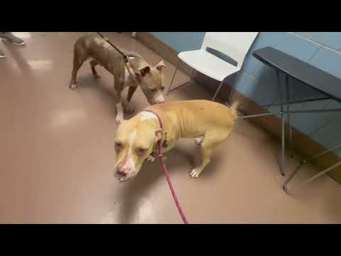 Saeeda & Bartholomew leash test