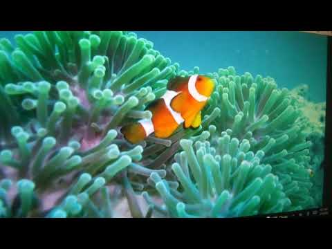 Finding Nemo Remake Part 29 Reunion