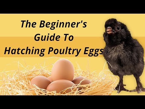 The Beginners Guide to Hatching Eggs