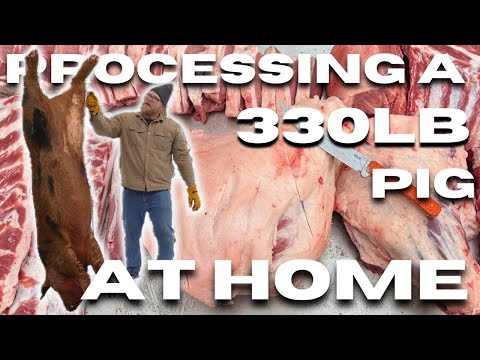 How to process a PIG | Step by Step Homestead Butchering