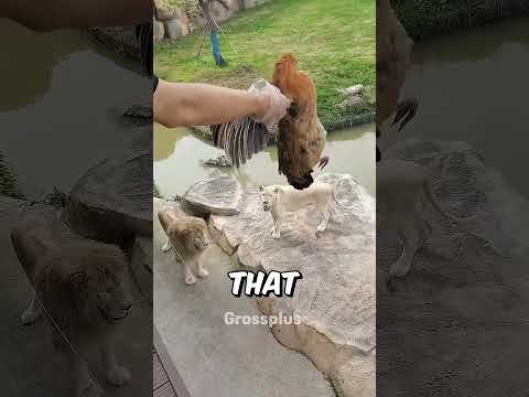 Feeding a lion at the zoo #shorts #science