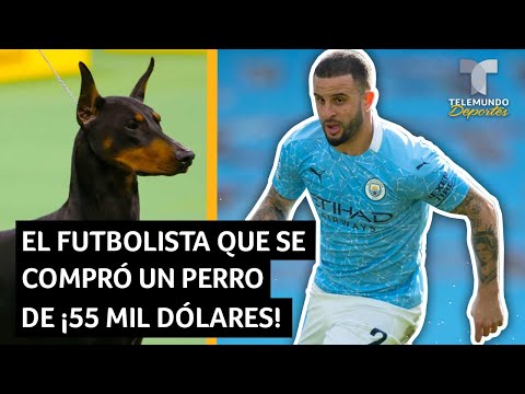 El futbolista que se compró un perro de ¡55 mil dólares! | Telemundo Deportes