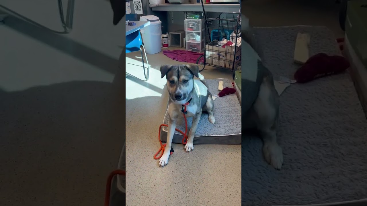 Benji (ID 50670/850), a ADOPTABLE mixed breed in Manassas, VA video 5/6