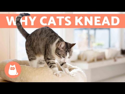 Why Does My Cat KNEAD Me? 😼 Origin and Meanings