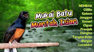 Download lagu #1 PANCINGAN MURAI BATU EMOSI NEMBAK ISIAN - MASTERAN TEMBAKAN MEWAH! mp3 Download lagu #1 PANCINGAN MURAI BATU EMOSI NEMBAK ISIAN - MASTERAN TEMBAKAN MEWAH! mp3