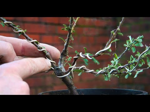Improving Cotoneaster bonsai's structures