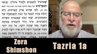 Zera Shimshon Tazria #1a 5786 - Rabbi Zvi Kahn