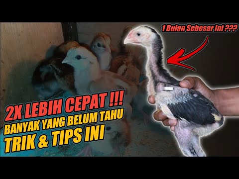 , title : 'Cara Memberi Makan Anak Ayam Agar Cepat Besar'